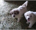 Small Photo #1 Great Pyrenees Puppy For Sale in RONAN, MT, USA