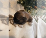 Small Photo #2 Shih Tzu Puppy For Sale in CADILLAC, MI, USA