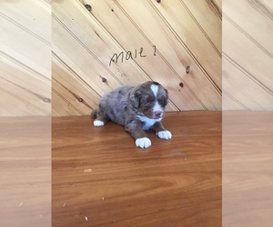 Aussie-Poo Puppy for sale in QUARRYVILLE, PA, USA