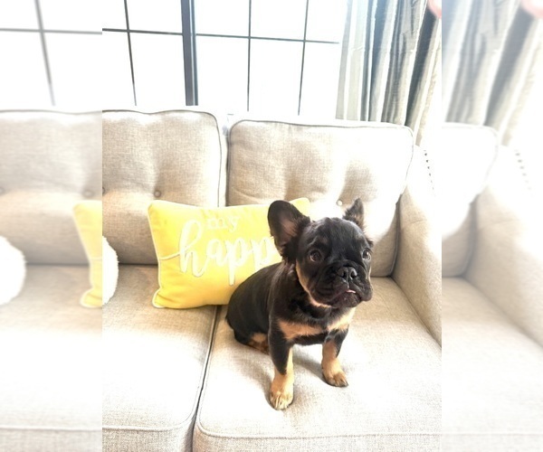 Medium Photo #4 French Bulldog Puppy For Sale in WOODBRIDGE, VA, USA