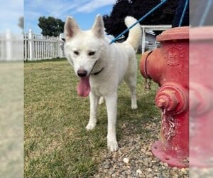 Siberian Husky Dogs for adoption in Lathrop, CA, USA