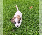 Small #4 Catahoula Leopard Dog Mix