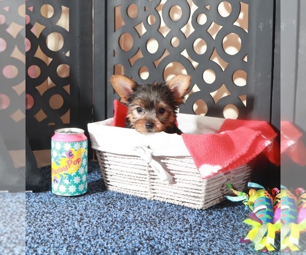 Medium Photo #3 Yorkshire Terrier Puppy For Sale in MOUNT VERNON, OH, USA