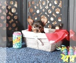 Small #2 Yorkshire Terrier