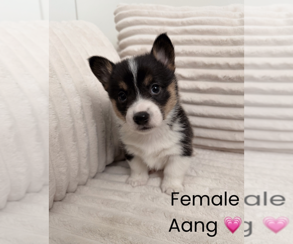Medium Photo #4 Pembroke Welsh Corgi Puppy For Sale in EPHRATA, PA, USA