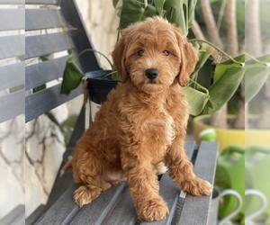 Goldendoodle Puppy for sale in SAN DIEGO, CA, USA
