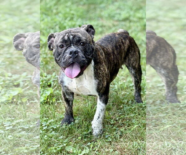 Medium Photo #3 Bulldog Puppy For Sale in Spring Lake, NJ, USA