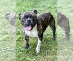 Small #2 Bulldog