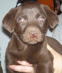 Labrador Retriever Puppy for sale in EDGERTON, WI, USA