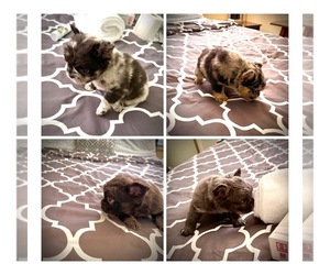French Bulldog Litter for sale in PALMDALE, CA, USA