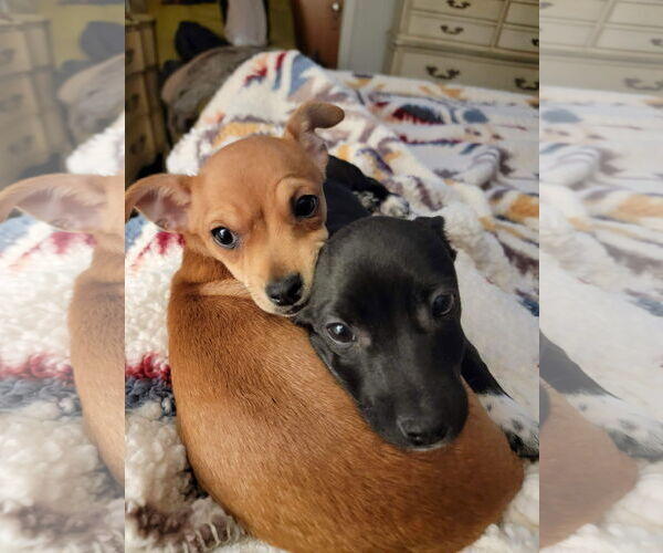 Medium Photo #8 Chiweenie Puppy For Sale in Grafton, WI, USA