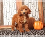 Small #2 Goldendoodle (Miniature)