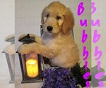 Small Photo #1 Goldendoodle Puppy For Sale in WOOSTER, OH, USA