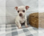 Puppy Chico Chihuahua