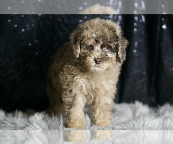 Medium Photo #136 Poodle (Toy) Puppy For Sale in WARSAW, IN, USA