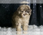 Small #3 Poodle (Toy)