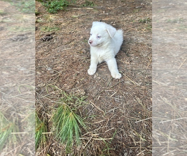 Medium Photo #11 Miniature Australian Shepherd Puppy For Sale in BELLVILLE, OH, USA