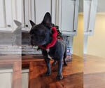 Small Photo #9 French Bulldog Puppy For Sale in MANSFIELD, TX, USA