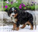 Small #3 Bernedoodle (Miniature)