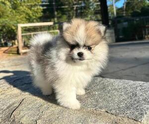 Pomeranian Litter for sale in LOGANVILLE, GA, USA