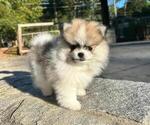 Small Pomeranian