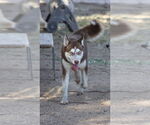 Small #1 Huskies  Mix