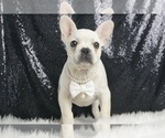 Puppy Brutis AKC French Bulldog