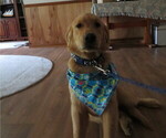 Small #14 Golden Retriever