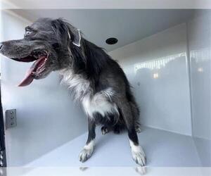 Bearded Collie-Unknown Mix Dogs for adoption in Houston, TX, USA