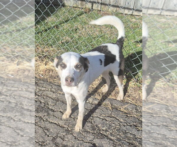 Medium Photo #4 Siberian Husky-Unknown Mix Puppy For Sale in Aurora, IN, USA