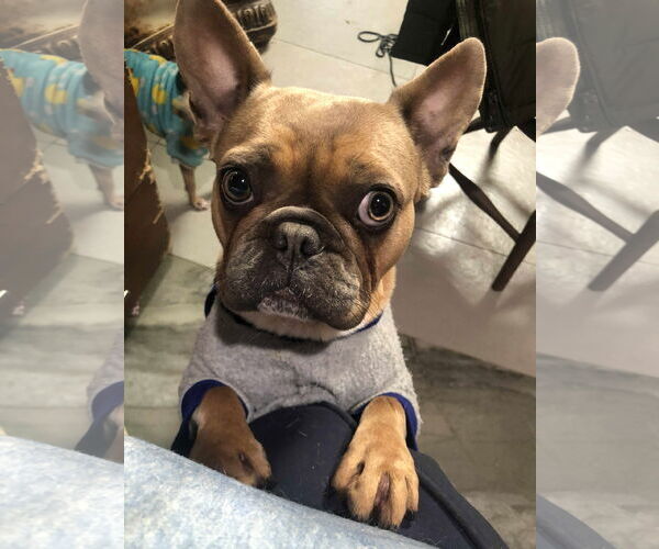 Medium Photo #2 French Bulldog Puppy For Sale in Escondido, CA, USA