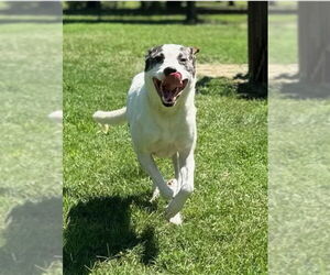 Sally Ann - Female Canaan Dog-Unknown Mix Dog for Adoption - Photo #9