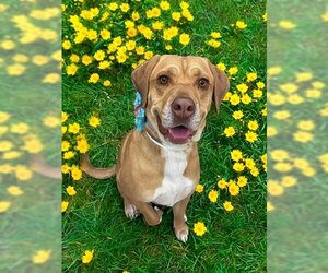 Labrador Retriever-Unknown Mix Dogs for adoption in Brighton, CO, USA