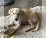 Small #5 Labrador Retriever Mix