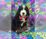 Small #2 Bernedoodle