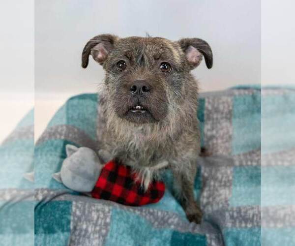 Medium Photo #2 Mutt Puppy For Sale in Kennesaw, GA, USA