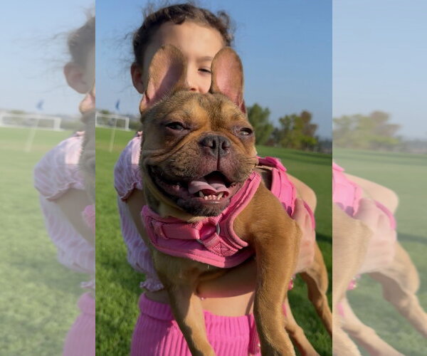 Medium Photo #2 French Bulldog Puppy For Sale in Lake Elsinore, CA, USA