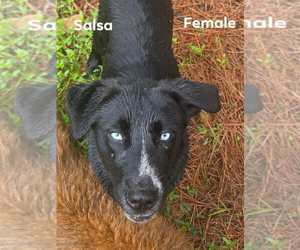 Medium Photo #2 Retriever -Unknown Mix Puppy For Sale in Canton, CT, USA