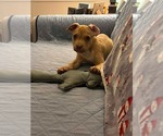 Small #9 Mutt