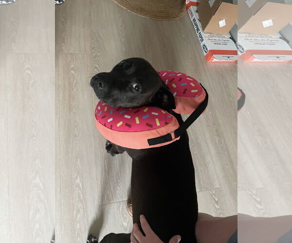 Medium Photo #4 Labrador Retriever-Unknown Mix Puppy For Sale in Holly Springs, NC, USA