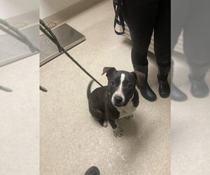 Mutt Dogs for adoption in Bakersfield, CA, USA