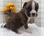 Small #3 Boxer