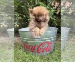 Small #3 Pomeranian