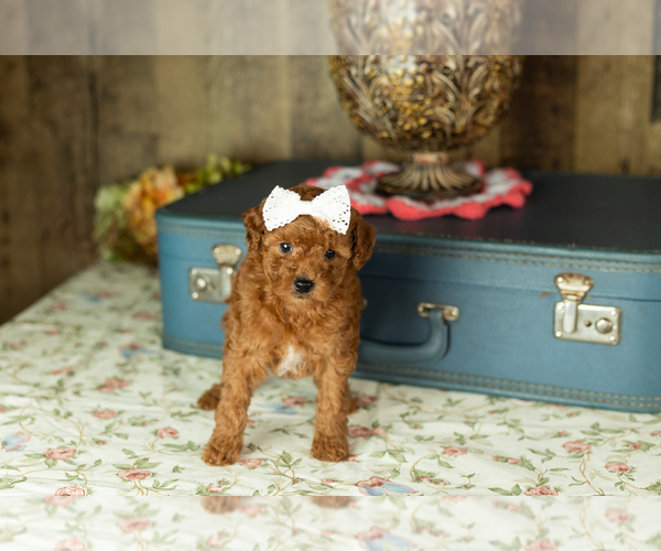 Medium Photo #13 Miniature Labradoodle Puppy For Sale in NAPPANEE, IN, USA