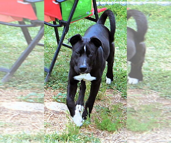 Medium Photo #11 Labrador Retriever-Unknown Mix Puppy For Sale in San Diego, CA, USA