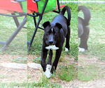 Small #10 Labrador Retriever Mix