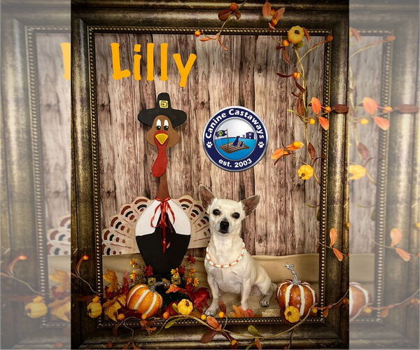 Medium Photo #2 Chihuahua-Unknown Mix Puppy For Sale in Arcadia, FL, USA