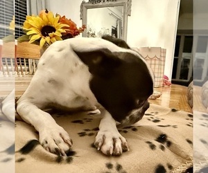 Mother of the Boston Terrier puppies born on 08/15/2025