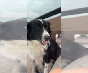 Border Collie Dogs for adoption in Cromwell, KY, USA