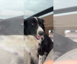 Small Border Collie